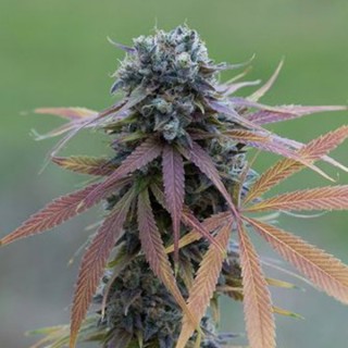 Auto Blue Kush 10 u. fem. Dinafem