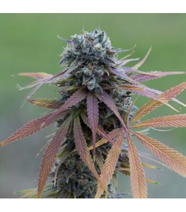 Auto Blue Kush  3 u. fem. Dinafem