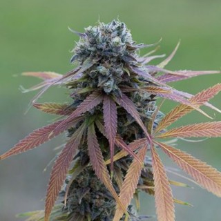 Auto Blue Kush  5 u. fem. Dinafem