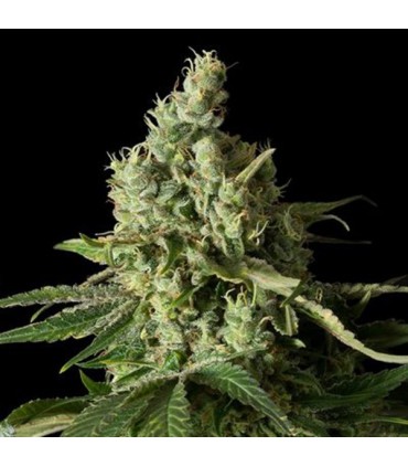 Moby Dick CBD 10 u. fem. Dinafem