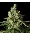 Moby Dick CBD 10 u. fem. Dinafem