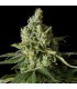 Moby Dick CBD  3 u. fem. Dinafem