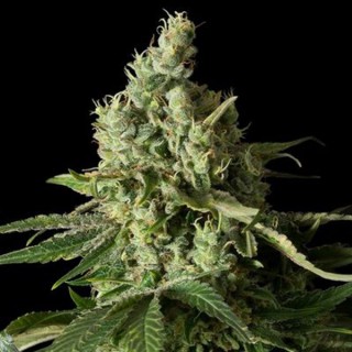 Moby Dick CBD  3 u. fem. Dinafem