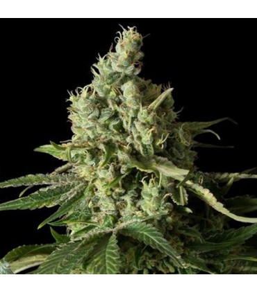 Moby Dick CBD  3 u. fem. Dinafem