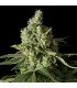 Moby Dick CBD  5 u. fem. Dinafem