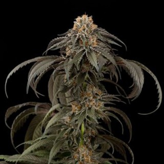 Purple Afghan Kush 10 u. fem. Dinafem