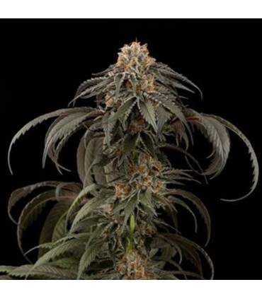 Purple Afghan Kush 10 u. fem. Dinafem