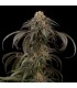 Purple Afghan Kush  3 u. fem. Dinafem