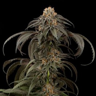 Purple Afghan Kush  3 u. fem. Dinafem
