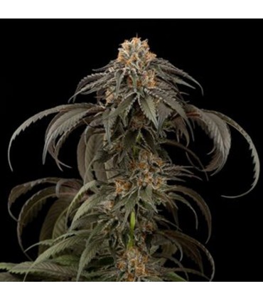 Purple Afghan Kush  3 u. fem. Dinafem