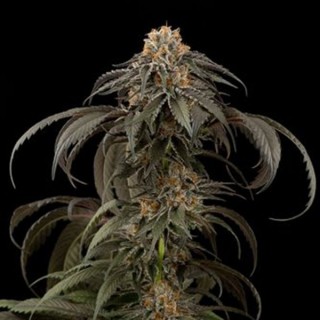 Purple Afghan Kush  5 u. fem. Dinafem