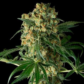 Big Kush  3 u. fem. Dinafem