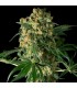 Big Kush 10 u. fem. Dinafem