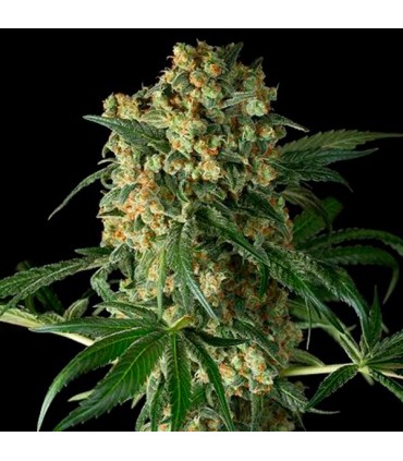 Big Kush 10 u. fem. Dinafem