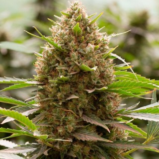 Amnesia Kush fem. Dinafem