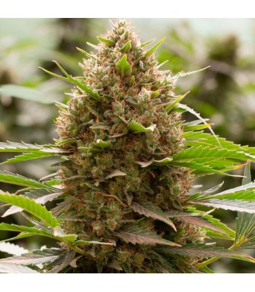 Amnesia Kush  5 u. fem. Dinafem