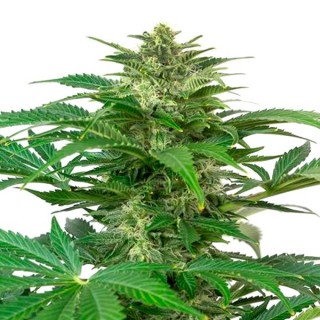 Auto Haze CBD  3 u. fem. Dinafem
