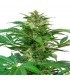 Auto Haze CBD 10 u. fem. Dinafem