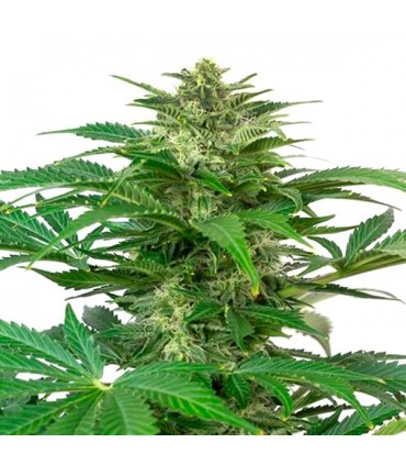 Auto Haze CBD 10 u. fem. Dinafem