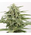 Auto Industrial Plant CBD fem. Dinafem