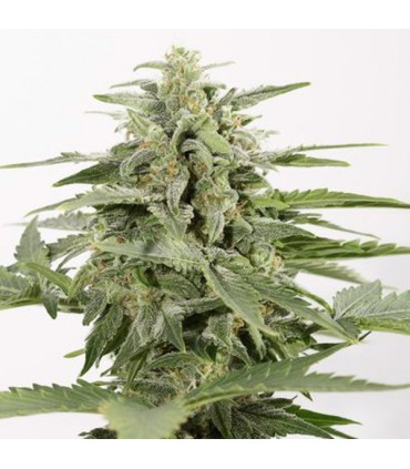 Auto Industrial Plant CBD  3 u. fem. Dinafem