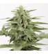 Auto Industrial Plant CBD 10 u. fem. Dinafem
