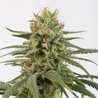 Amnesia CBD  3 u. fem. Dinafem