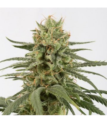 Amnesia CBD  5 u. fem. Dinafem