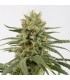 Amnesia CBD 10 u. fem. Dinafem