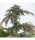 Bubba Kush CBD 10 u. fem. Dinafem