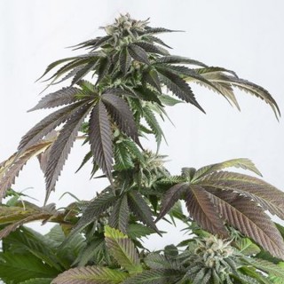 Bubba Kush CBD 10 u. fem. Dinafem
