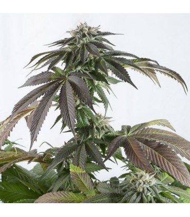 Bubba Kush CBD 10 u. fem. Dinafem