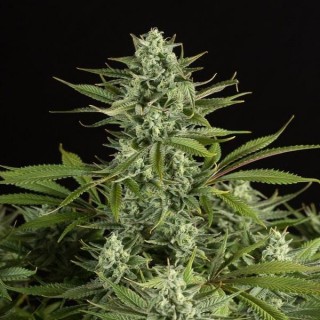 Cheese CBD  3 u. fem. Dinafem