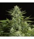 Cheese CBD 10 u. fem. Dinafem