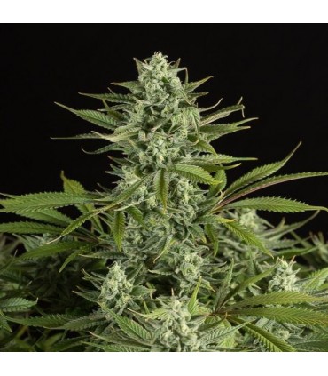 Cheese CBD 10 u. fem. Dinafem