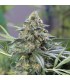 Og Kush CBD  5 u. fem. Dinafem