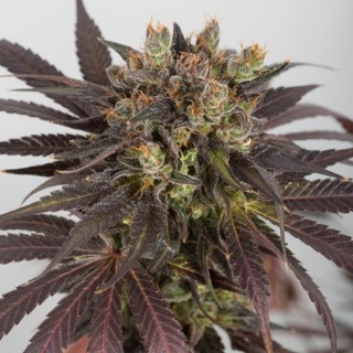 Purple Orange CBD  3 u. fem. Dinafem