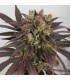 Purple Orange CBD 10 u. fem. Dinafem