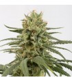 Amnesia CBD fem. Dinafem