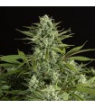 Cheese CBD fem. Dinafem