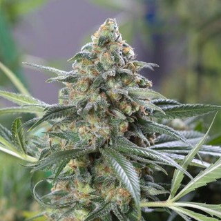 Og Kush CBD fem. Dinafem