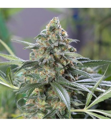 Og Kush CBD fem. Dinafem