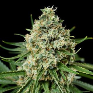 Critical + 2.0 25 u. fem. Dinafem