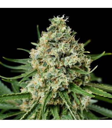 Critical + 2.0 25 u. fem. Dinafem