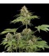 Moby Dick   25 u. fem. Dinafem