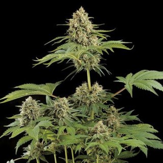 Moby Dick   25 u. fem. Dinafem