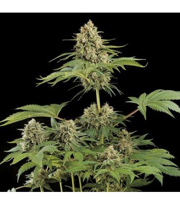 Moby Dick   25 u. fem. Dinafem