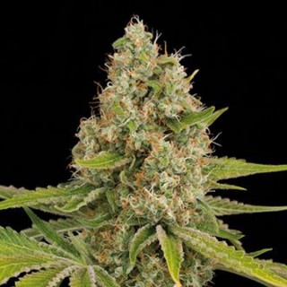 Og Kush 25 u. fem. Dinafem