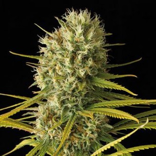 Original Amnesia 25 u. fem. Dinafem