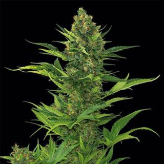 Auto Amnesia XXL 25 u. fem. Dinafem